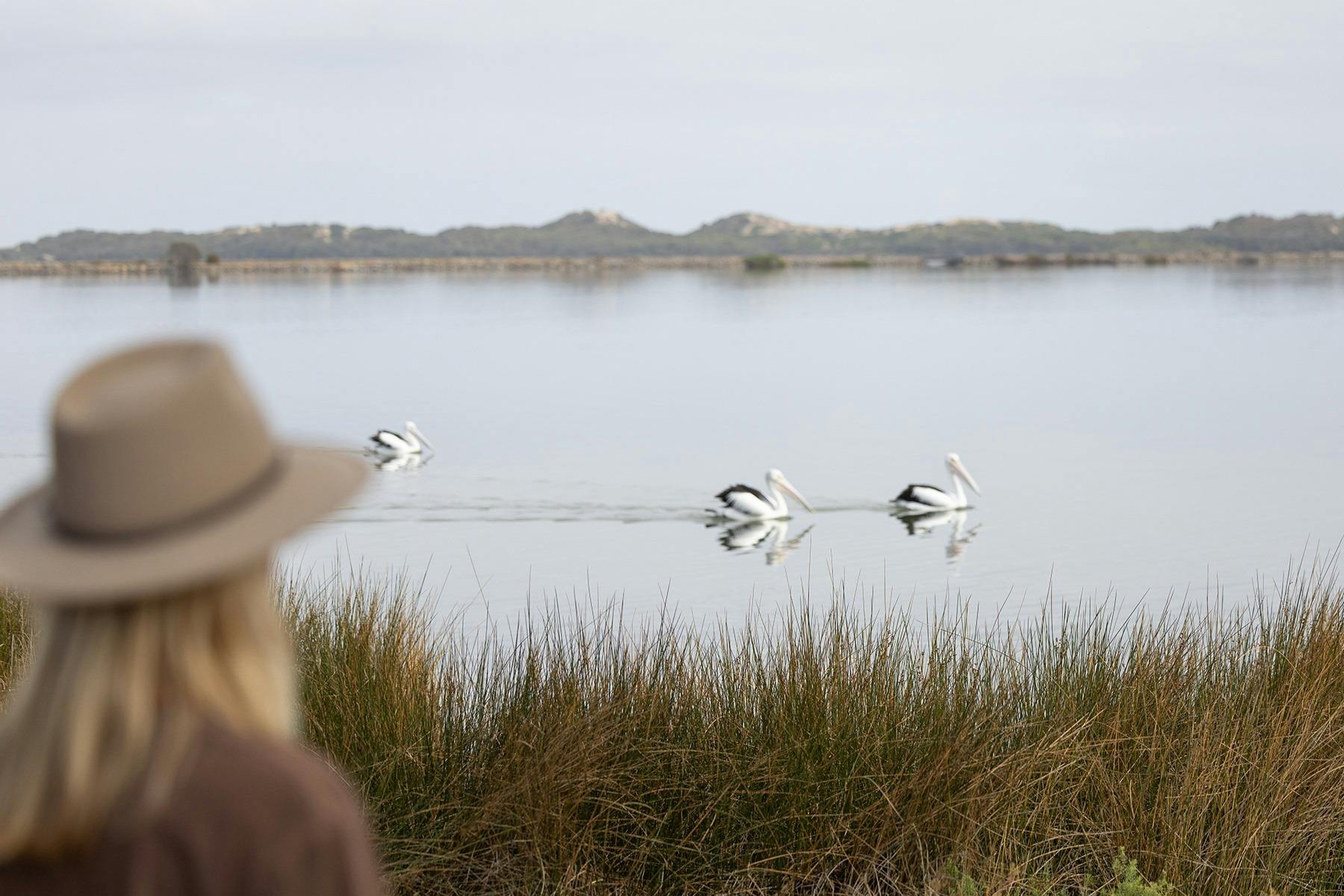 Pelicans at Leschenault Estuary