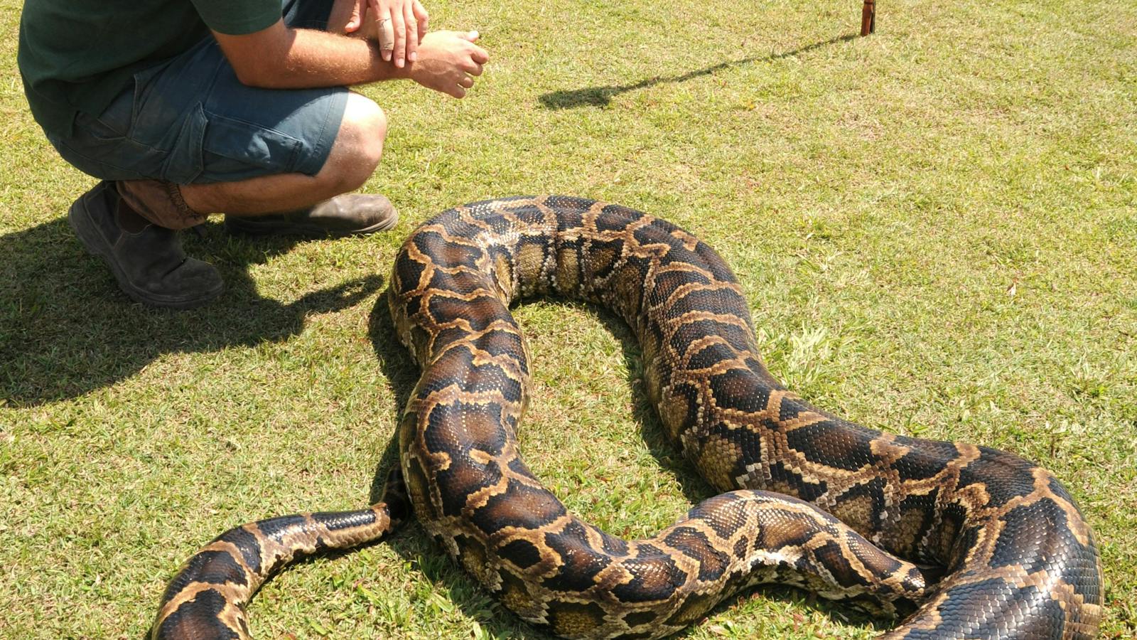 snake 1