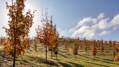 Image of trees on grass hill, leaves have autumn colours, trees are backlit by sun and blue sky.