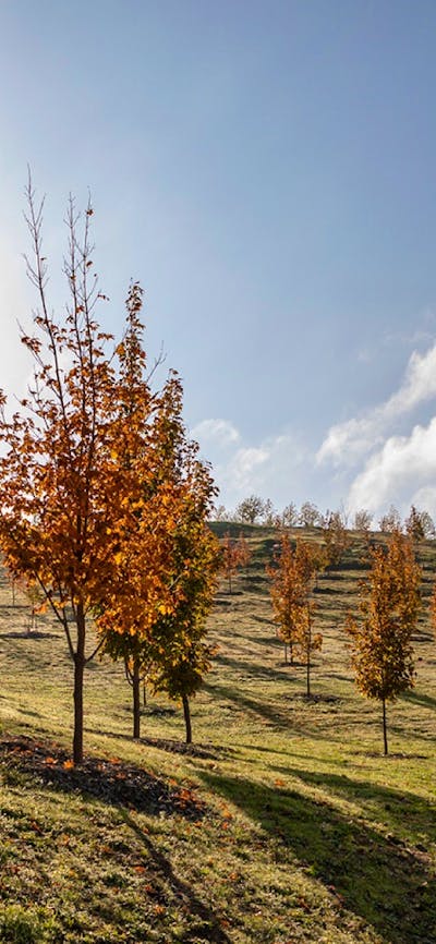 Image of trees on grass hill, leaves have autumn colours, trees are backlit by sun and blue sky.