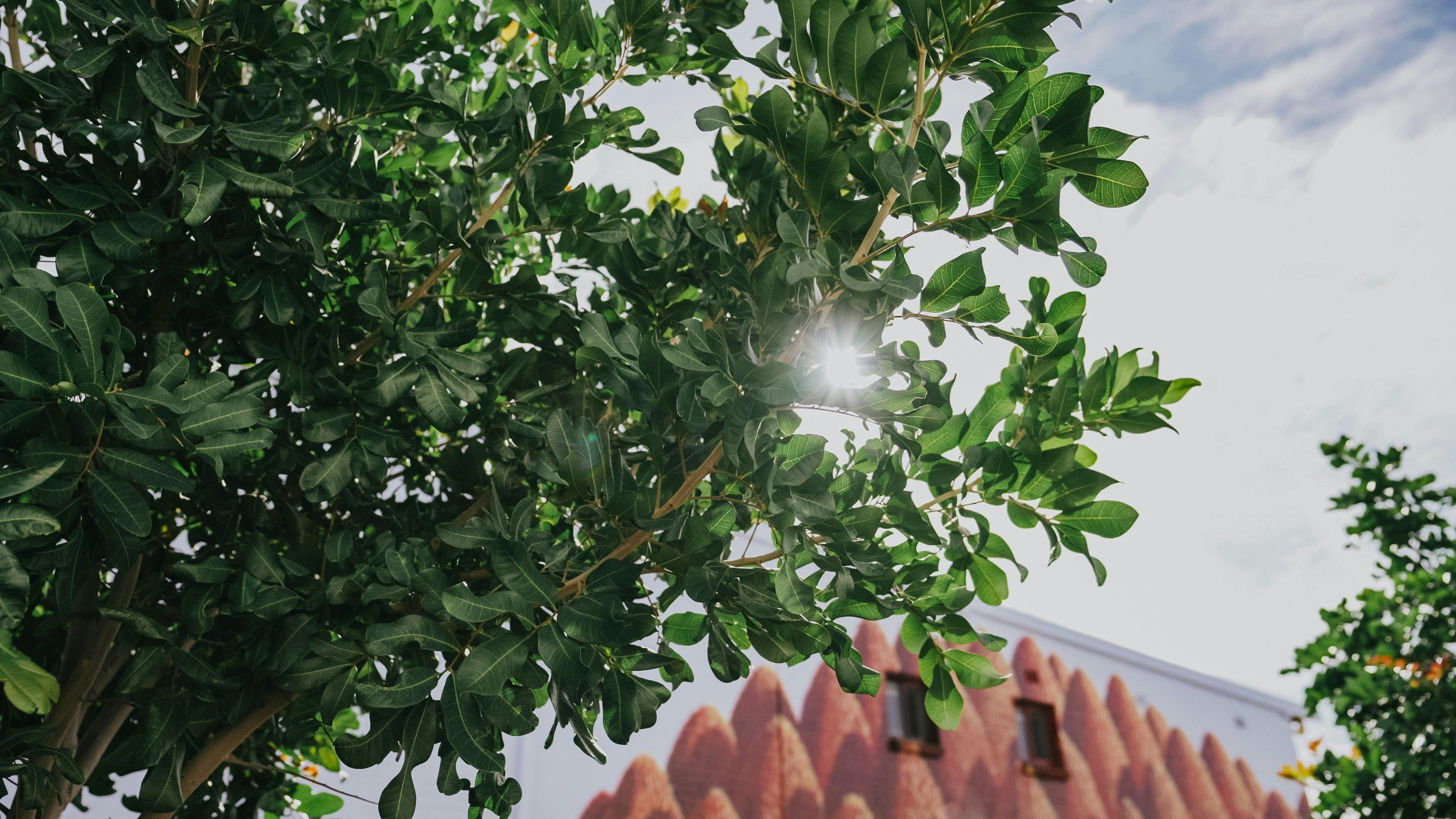 バークストリートリンク