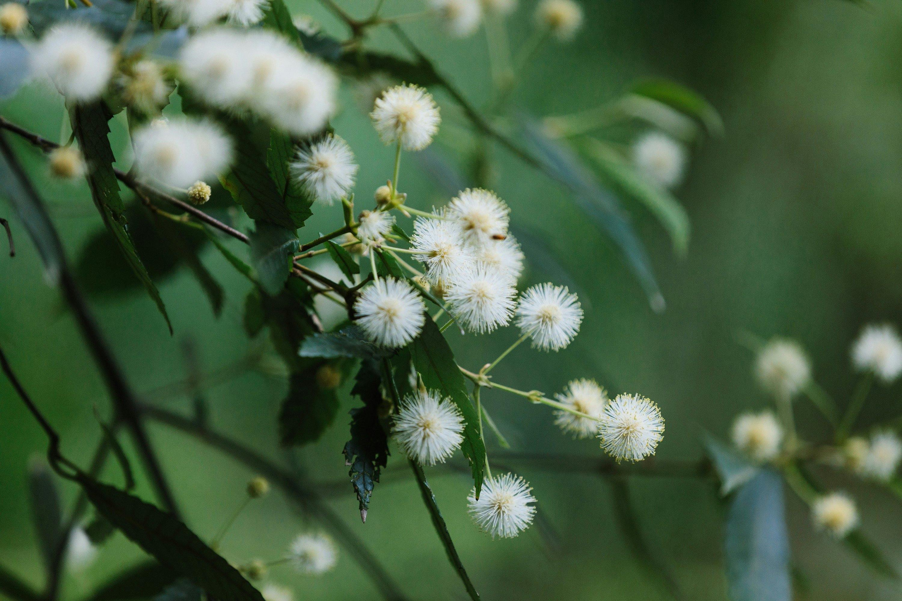 Botanic Gardens, Booderee National Park