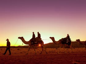 Pyndan Camel Tracks