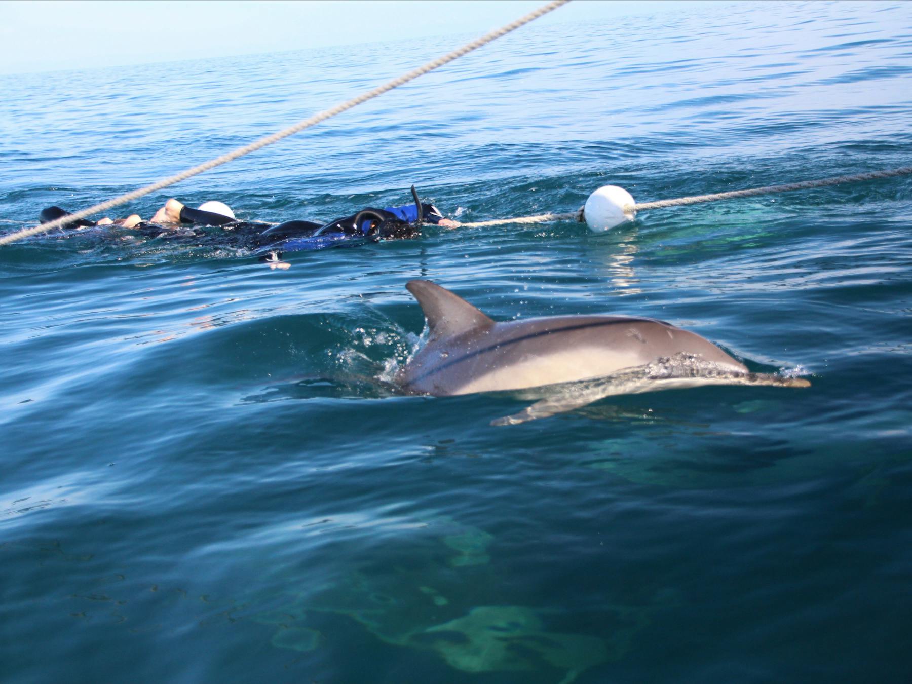 Swimming with wild common dolphins