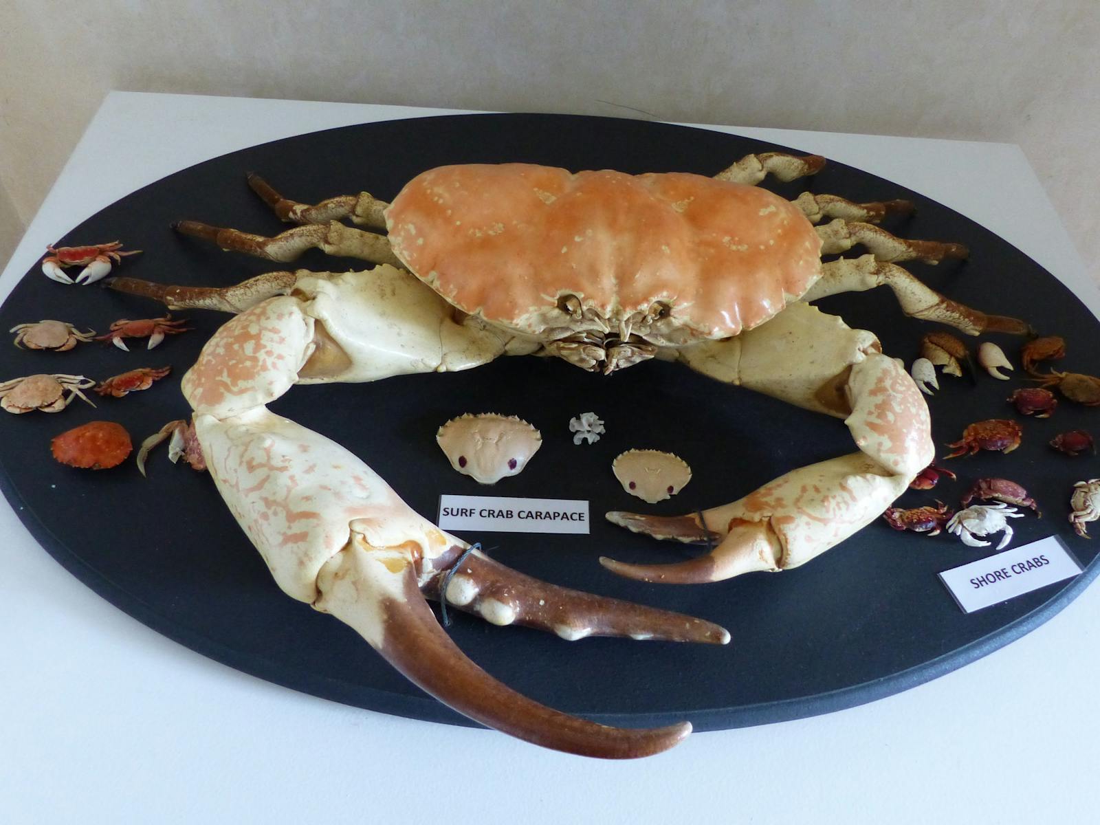 Tasmanian Giant Crab