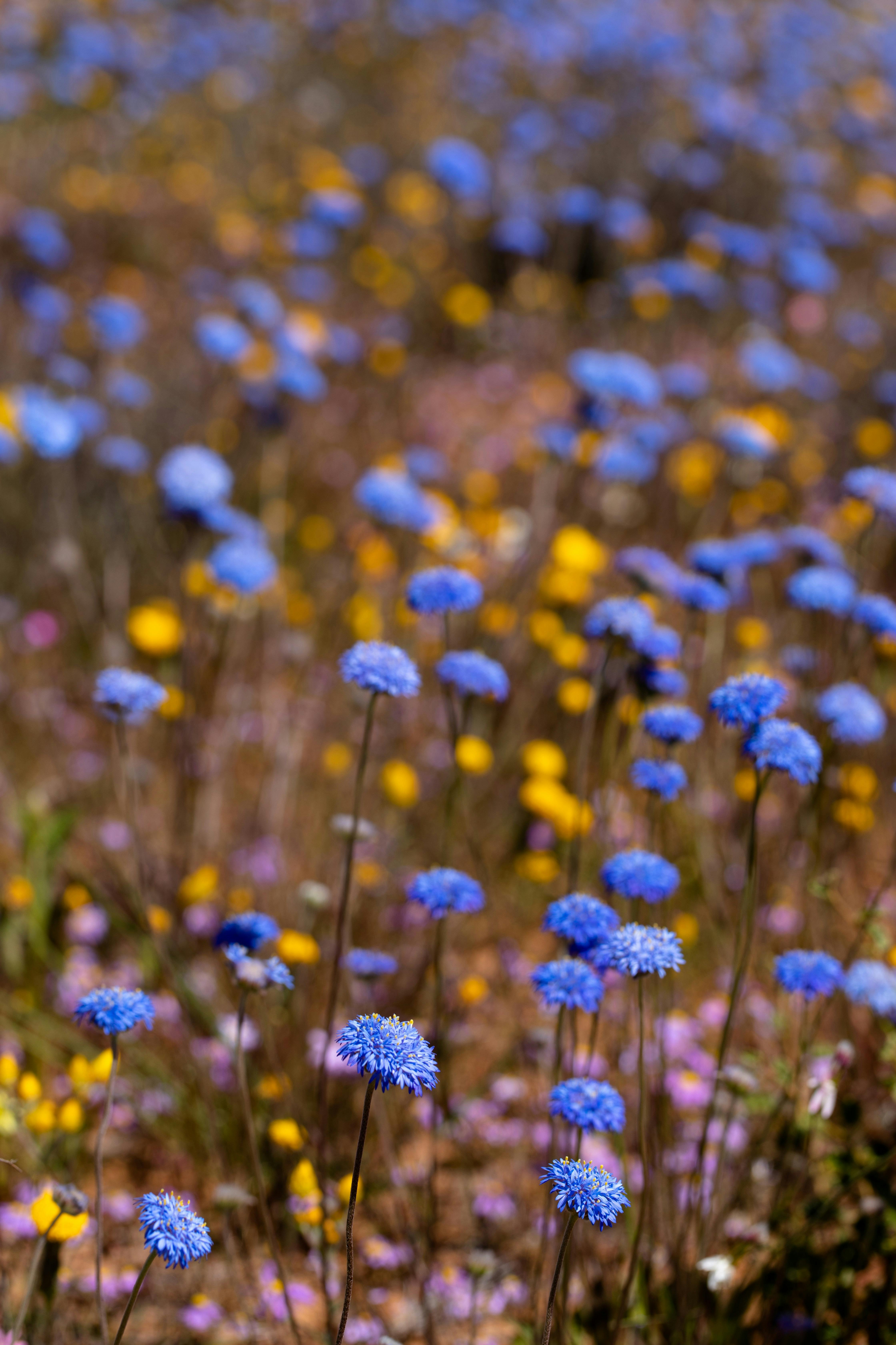 Wildlflower