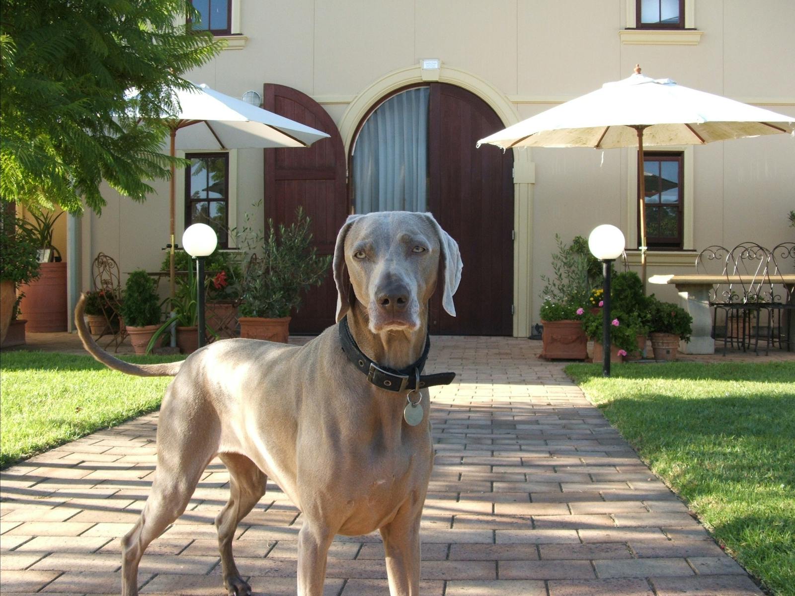 Tintilla Estate Wines