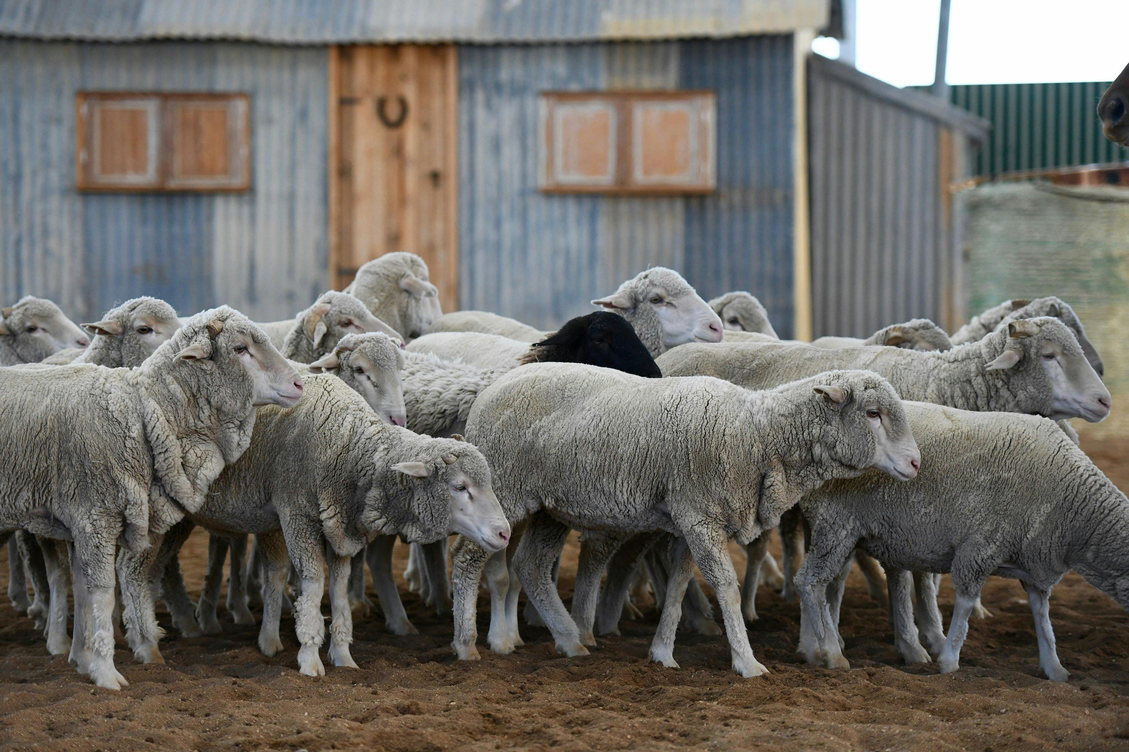Outback Sheep