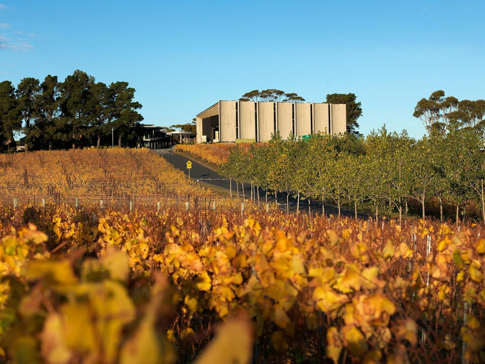 Moorilla Winery - Vineyard
