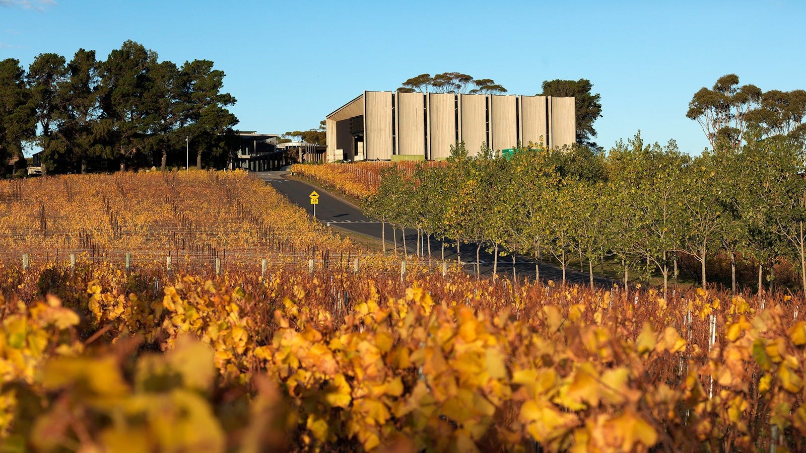 Moorilla Winery - Vineyard