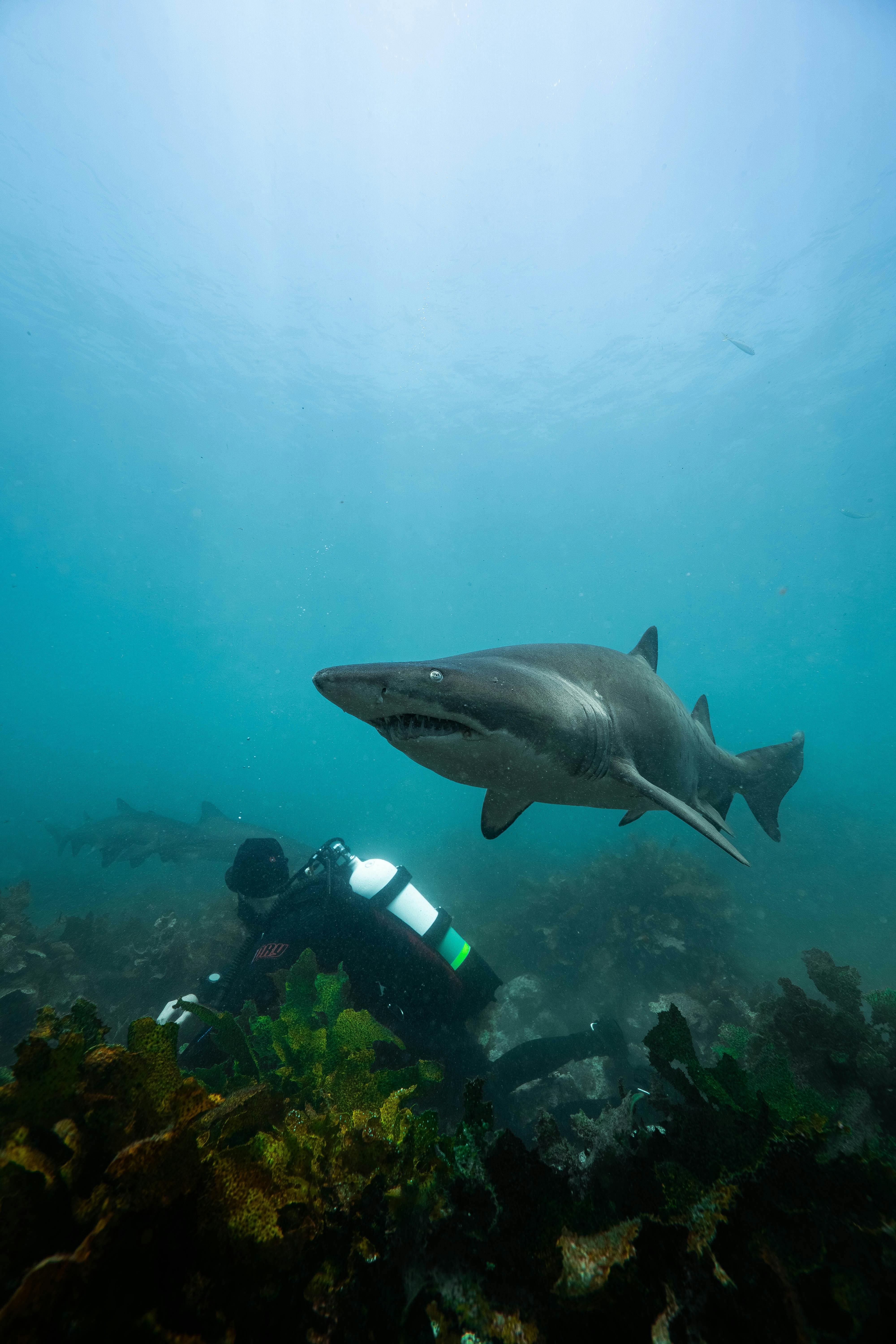 scuba diving jervis bay woebegone grey nurse shark