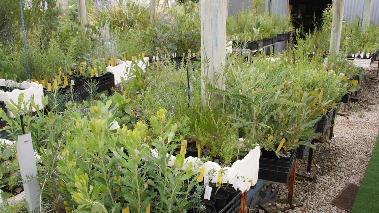 A selection of nursery plants