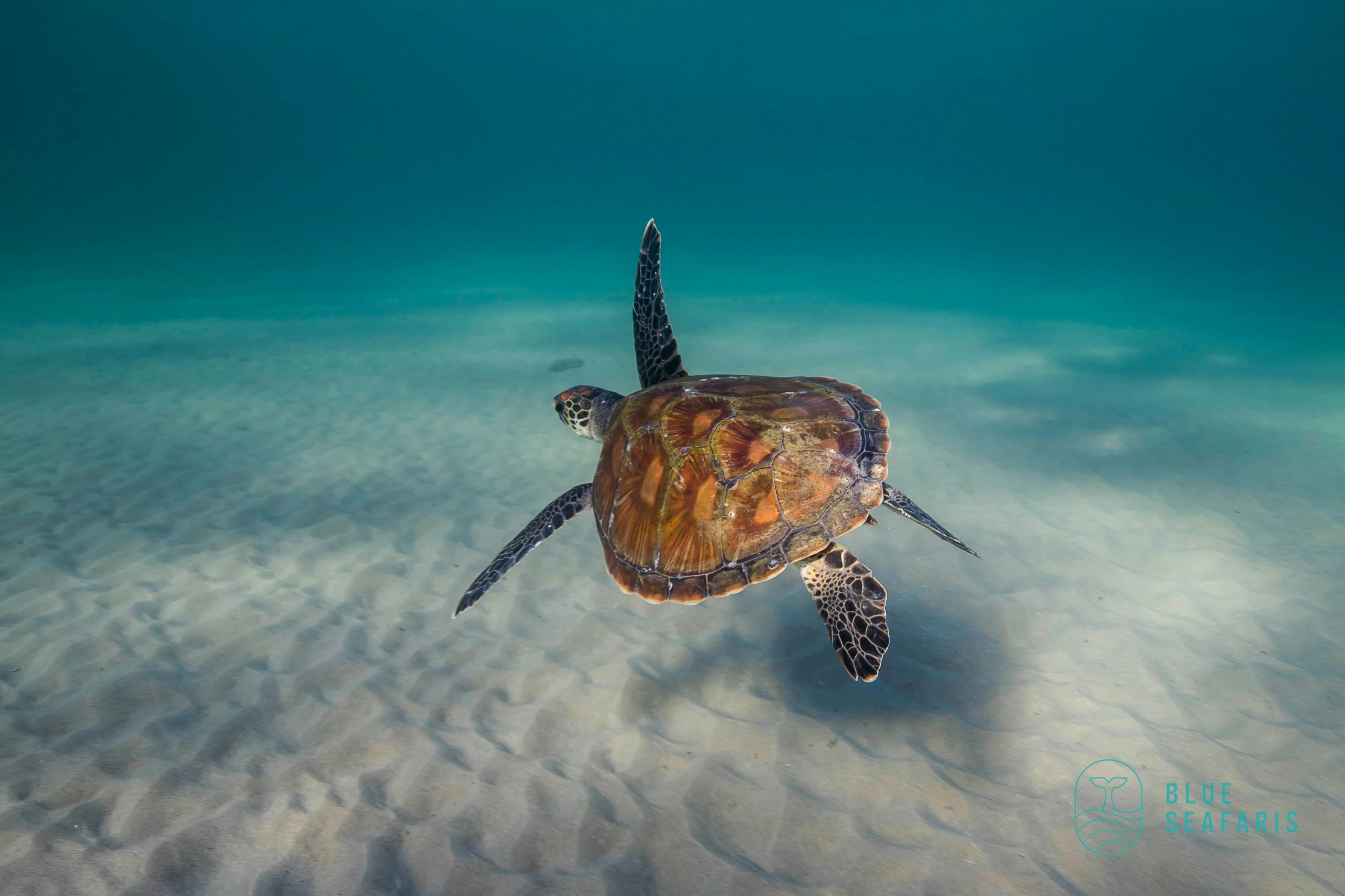 Cook ISland, Snorkelling, Freediving , Julian Rocks, Byron Bay, Free diving