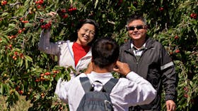 Visitors enjoying the pick your own cherry experience at Ballinaclash Orchard in Young