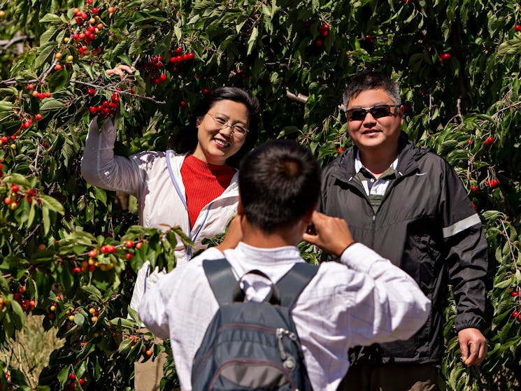 Visitors enjoying the pick your own cherry experience at Ballinaclash Orchard in Young