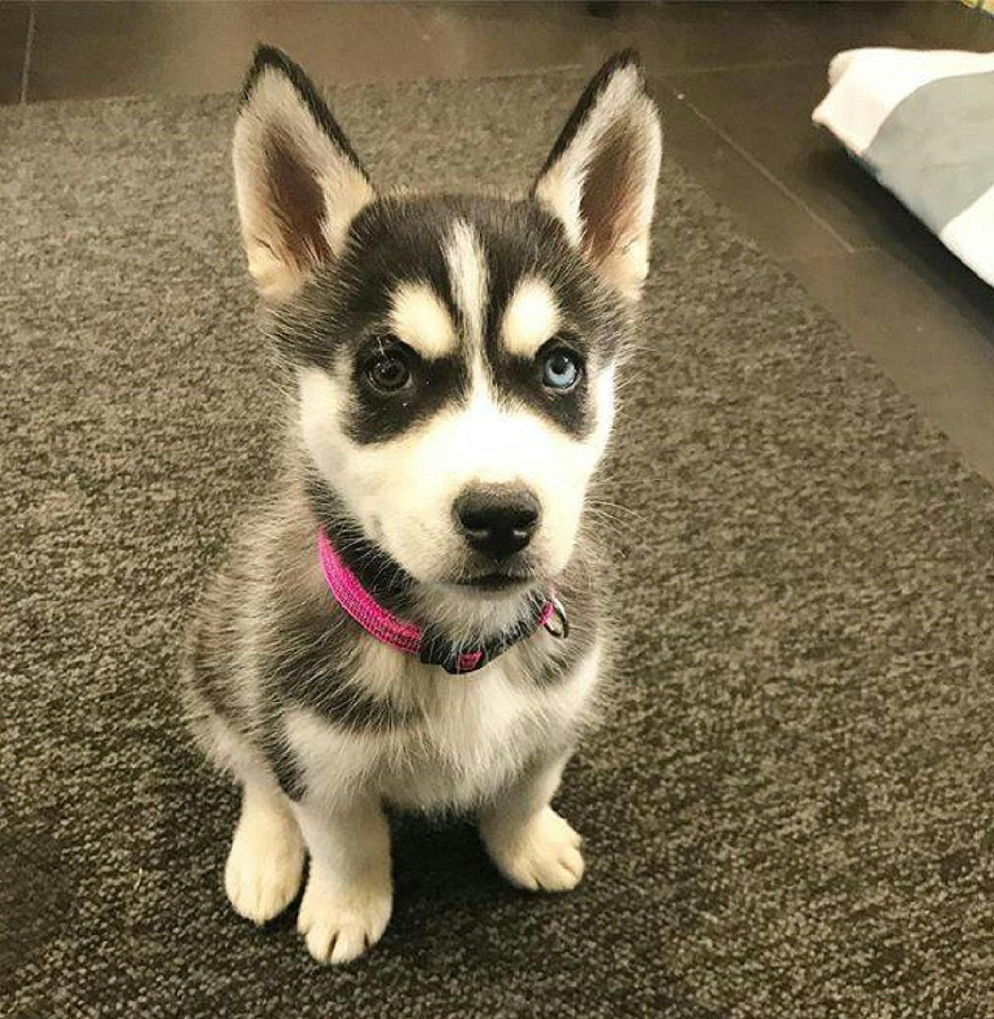 meet Luna the newest member