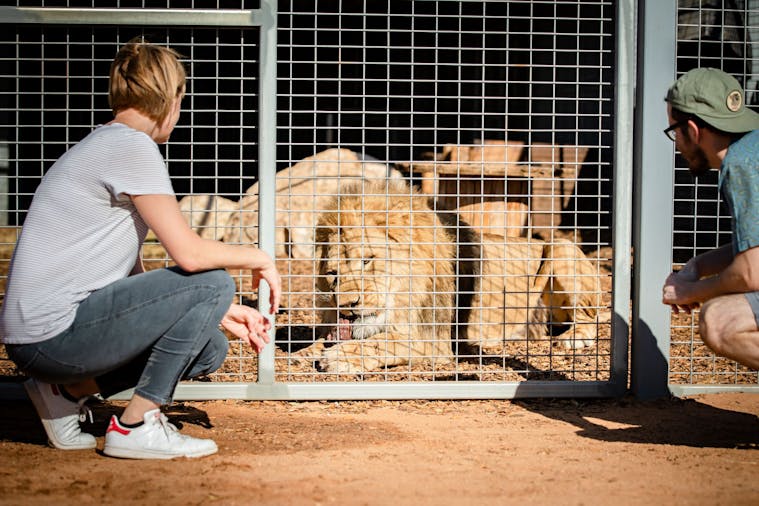 Lions at Bedtime