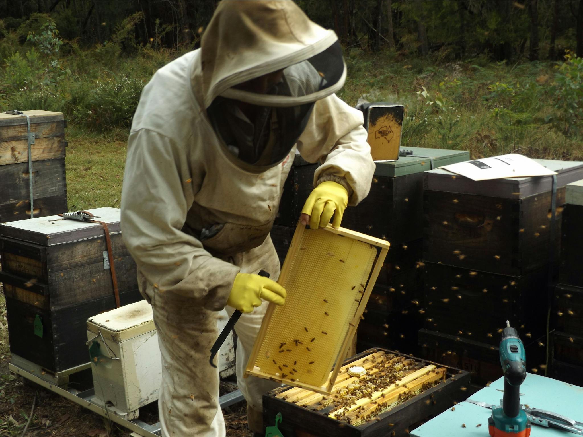 Working with the bees