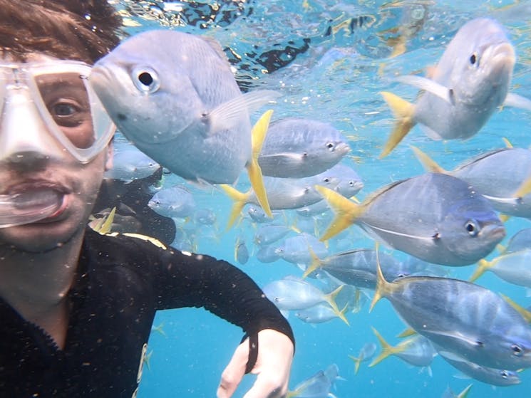 Snorkelling in The Whitsunday Islands