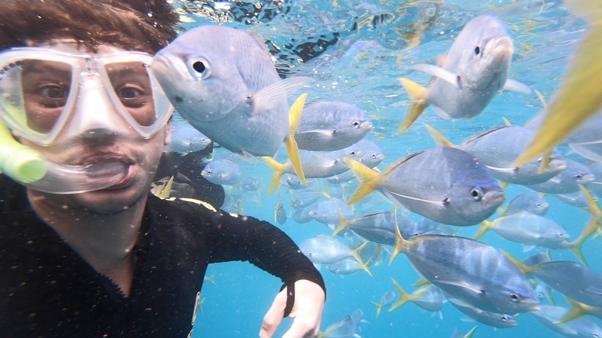 Snorkelling in The Whitsunday Islands