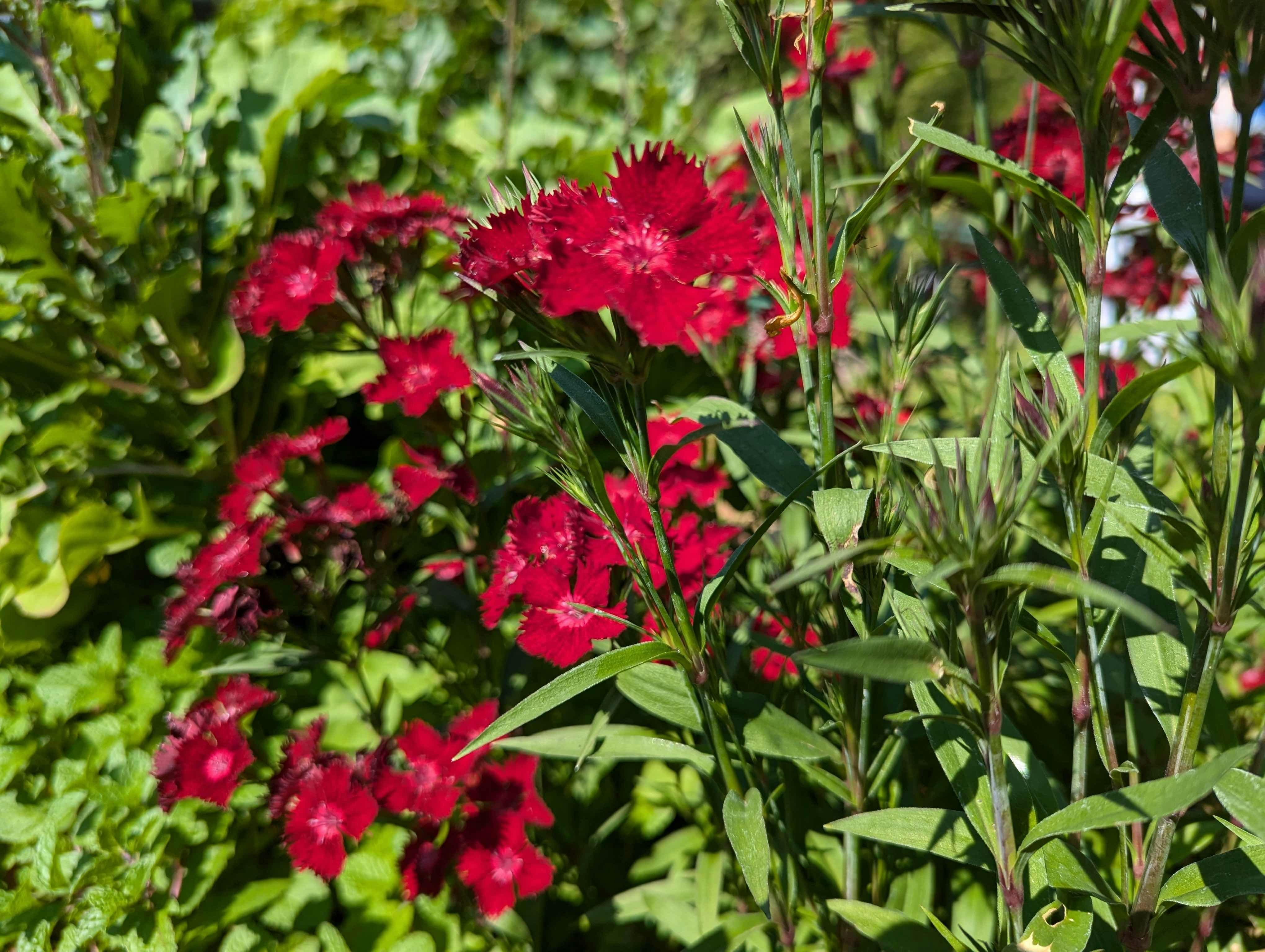 red-frilly-flowers