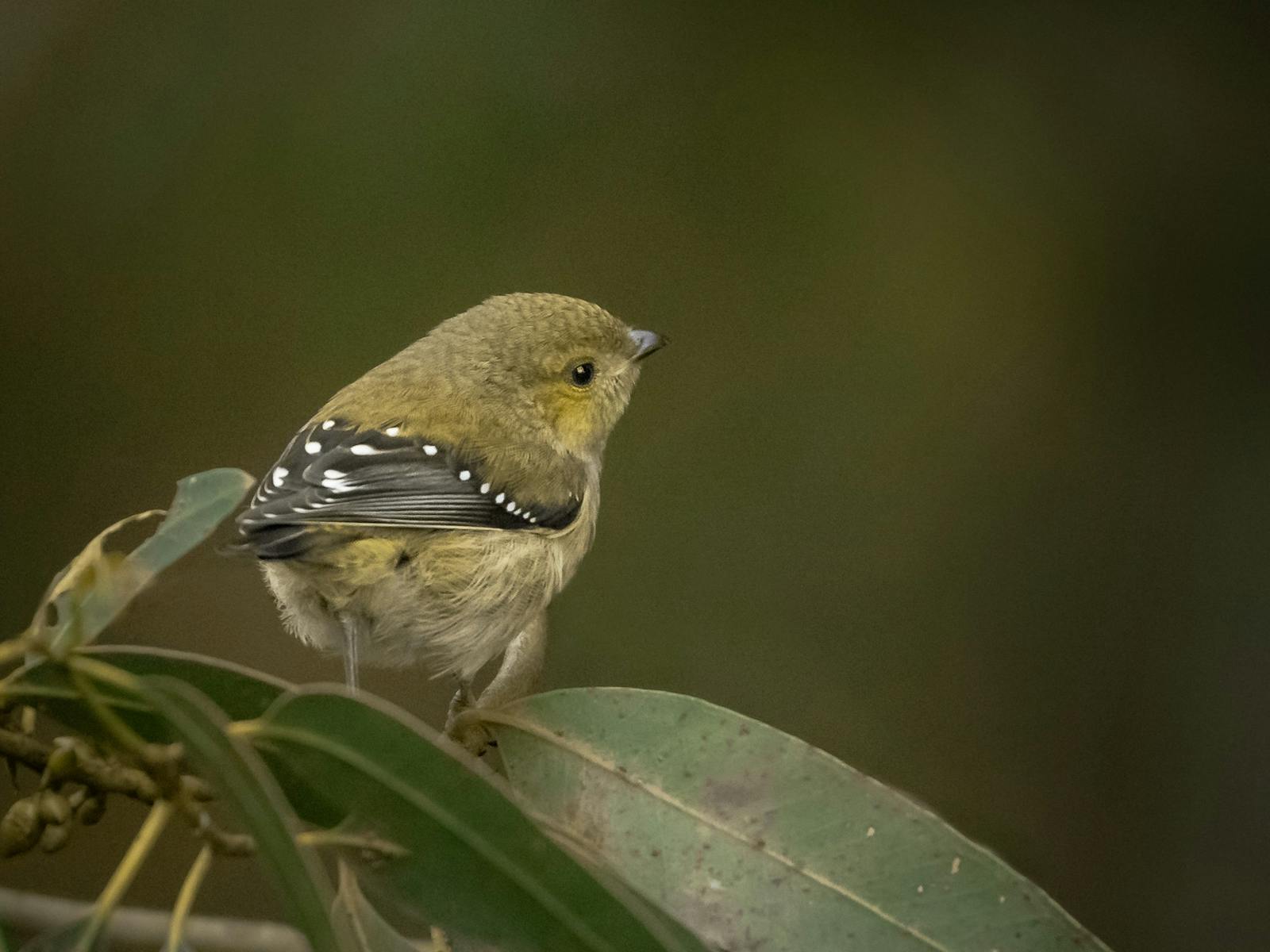 Forty-spotted Pardalote perched in tree foliage