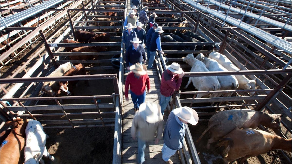 Get up and above and view the cattle from the viewing platform.