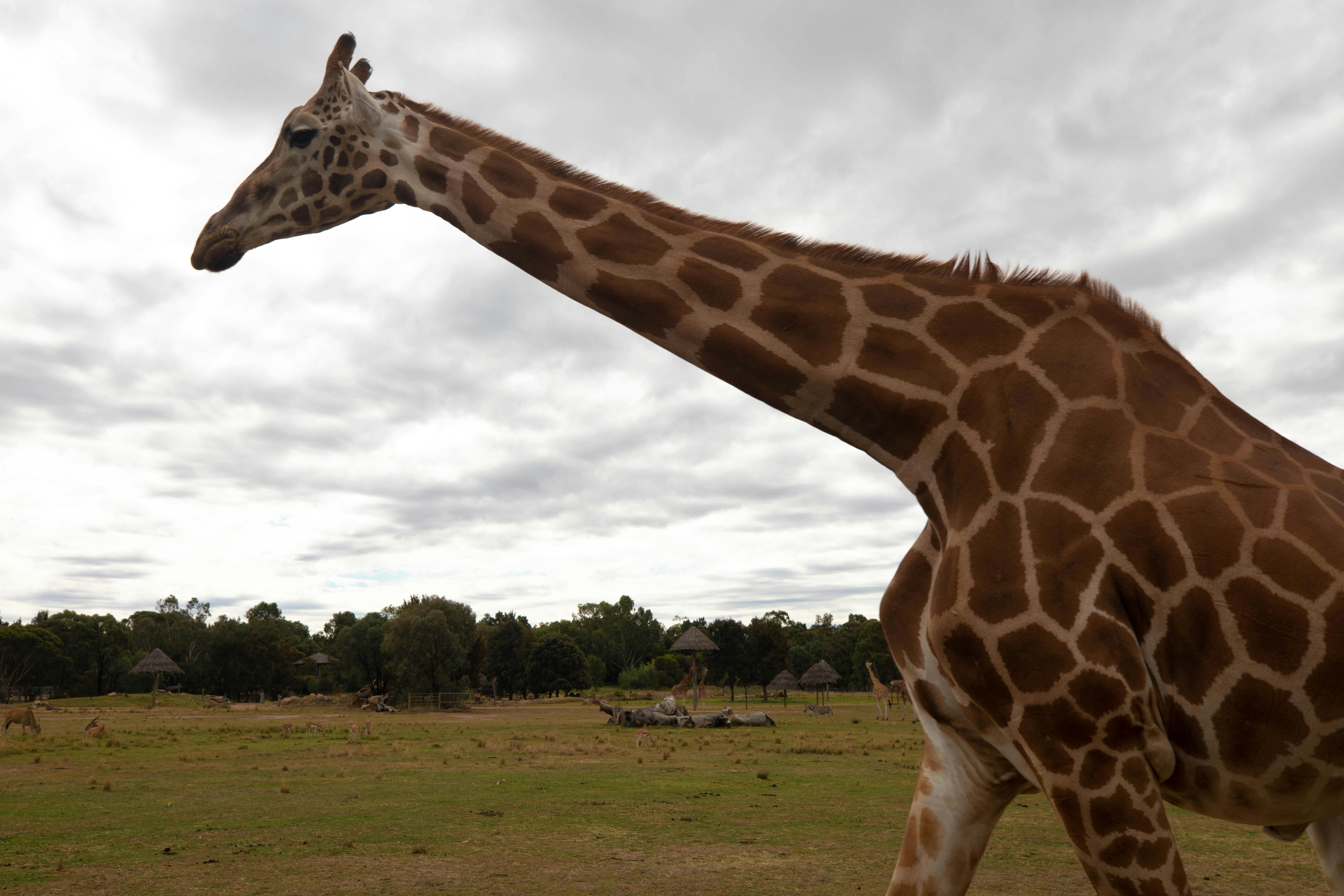 Dubbo Zoo Giraffe