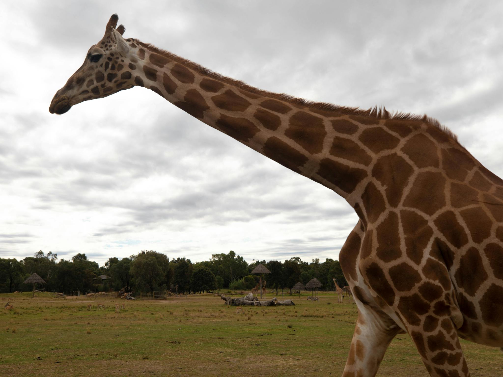 Dubbo Zoo Giraffe Dubbo Zoo Giraffe