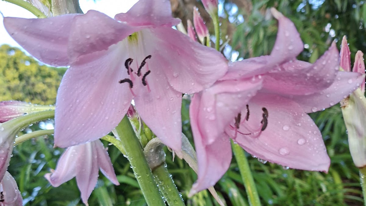 Belladonna Lillies