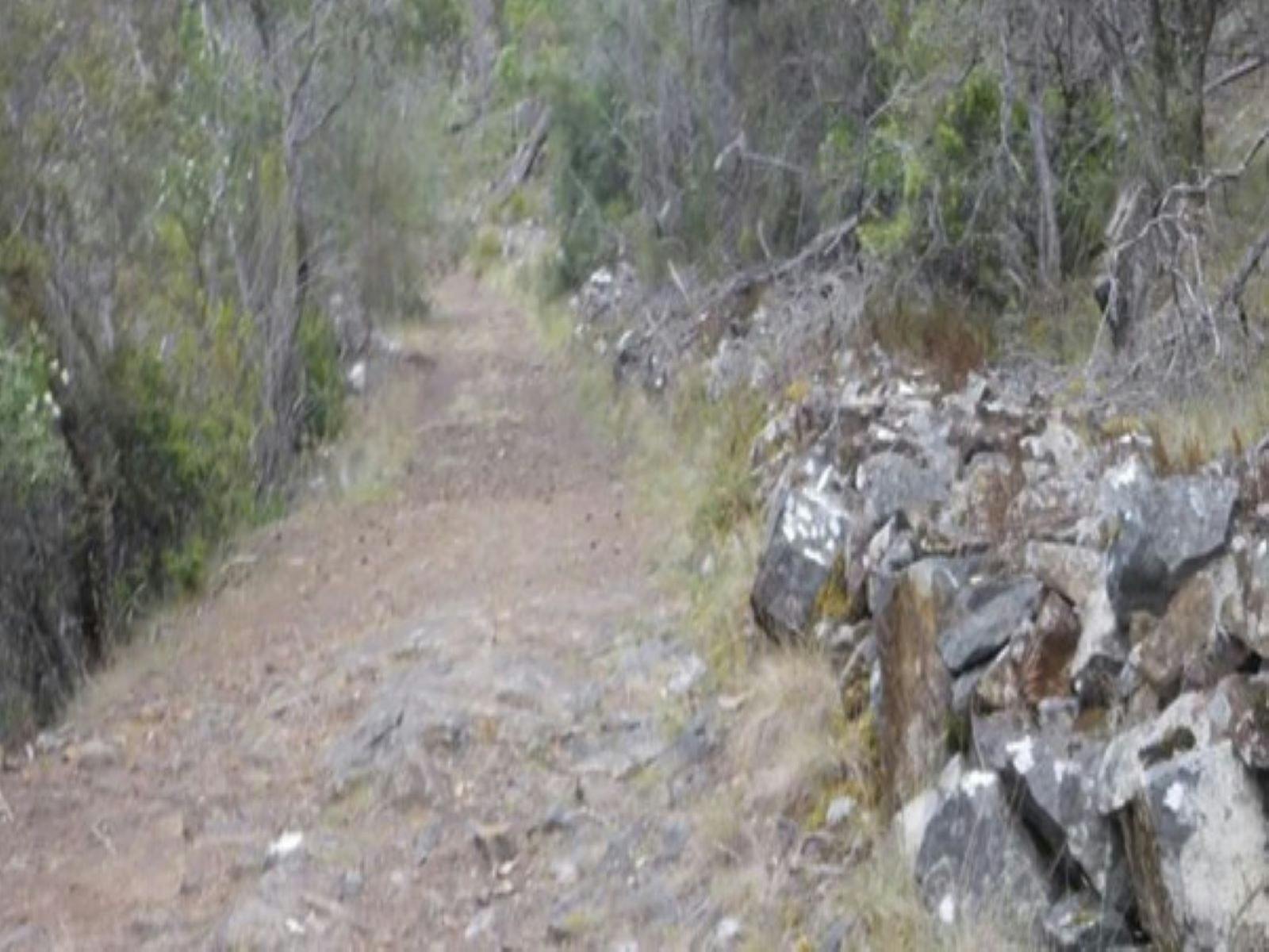 Old Convict Road, Orford - Walk