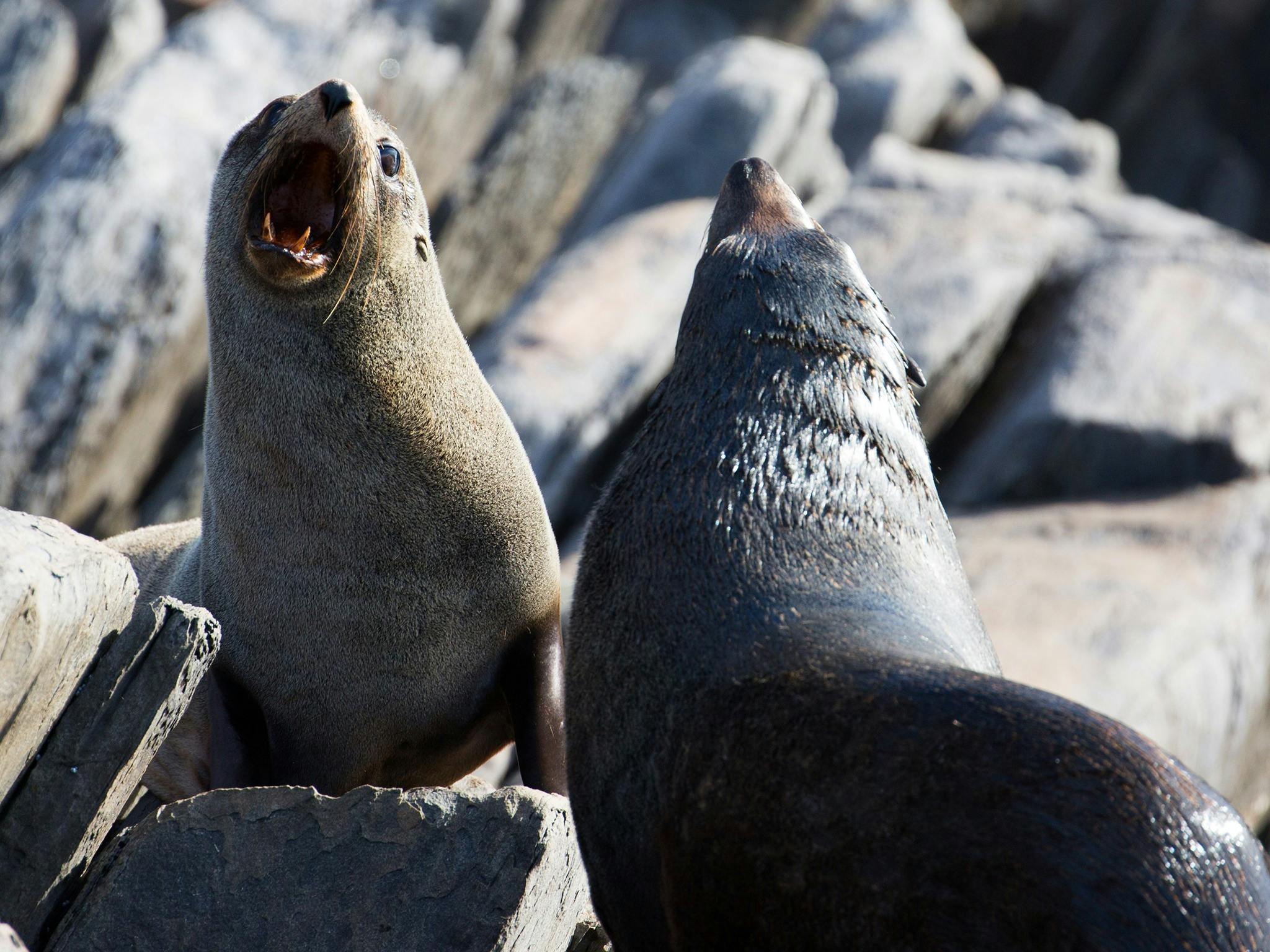 Two long-nosed seals play on the rocks