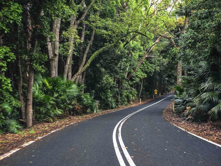 Royal National Park rainforest