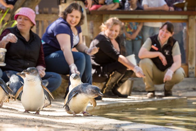 Adelaide Zoo Experiences