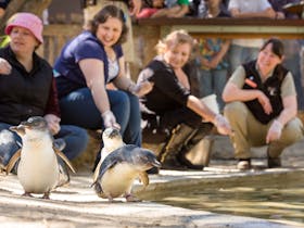 Adelaide Zoo Penguin in Person Encounter