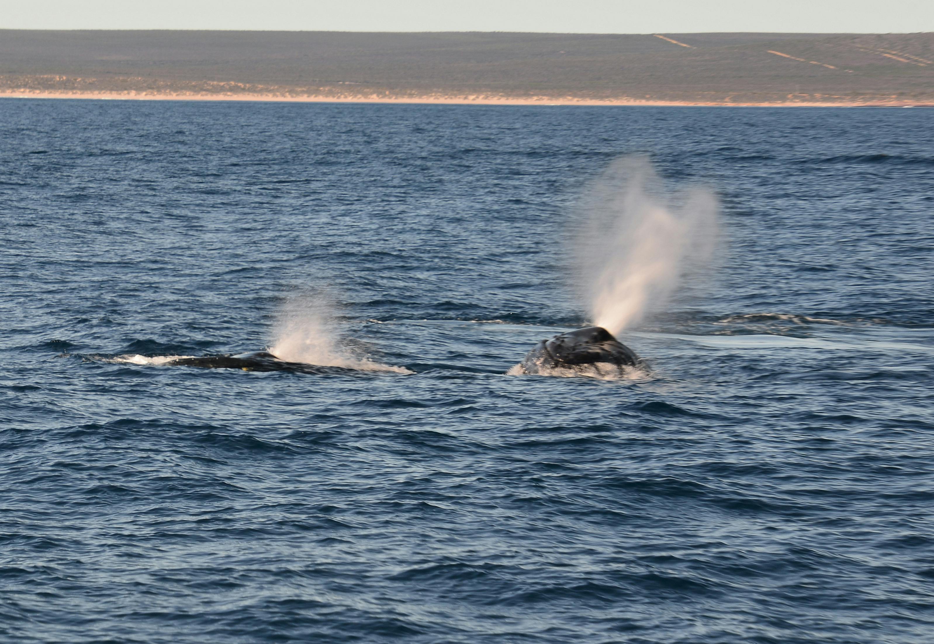 Reefwalker Charters, Kalbarri, Western Australia