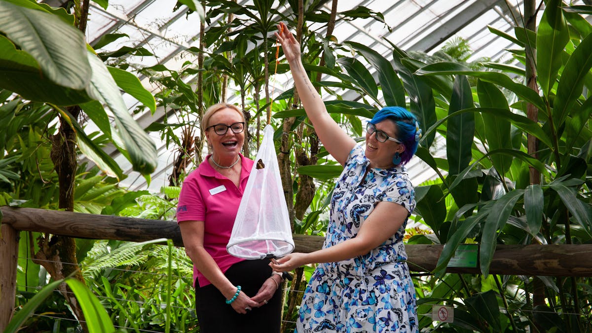 A butterfly being released for the first time at the Australian Butterfly Sanctuary, Kuranda.
