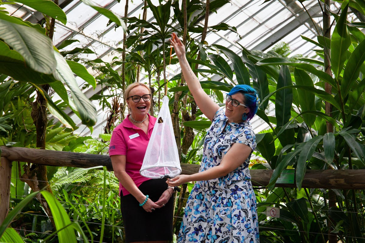 A butterfly being released for the first time at the Australian Butterfly Sanctuary, Kuranda.