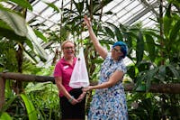 A butterfly being released for the first time at the Australian Butterfly Sanctuary, Kuranda.