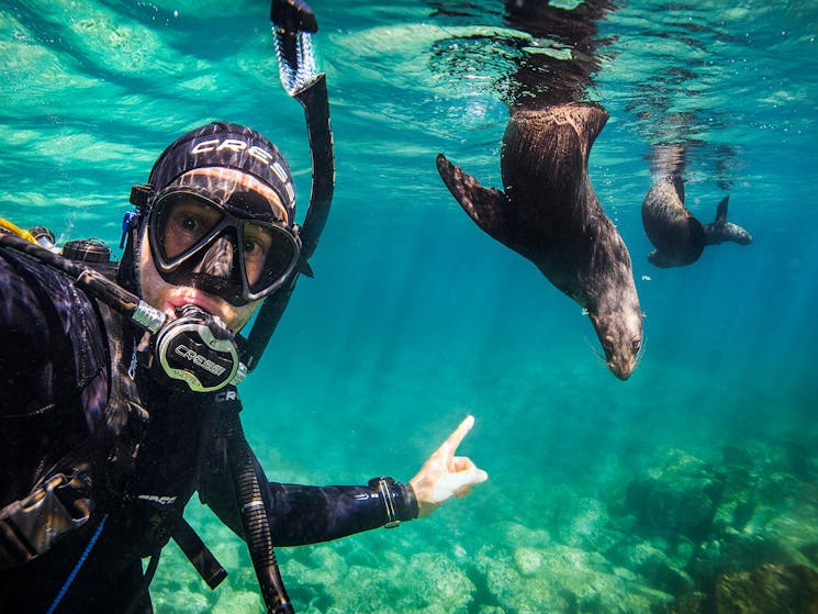 underwater safaris