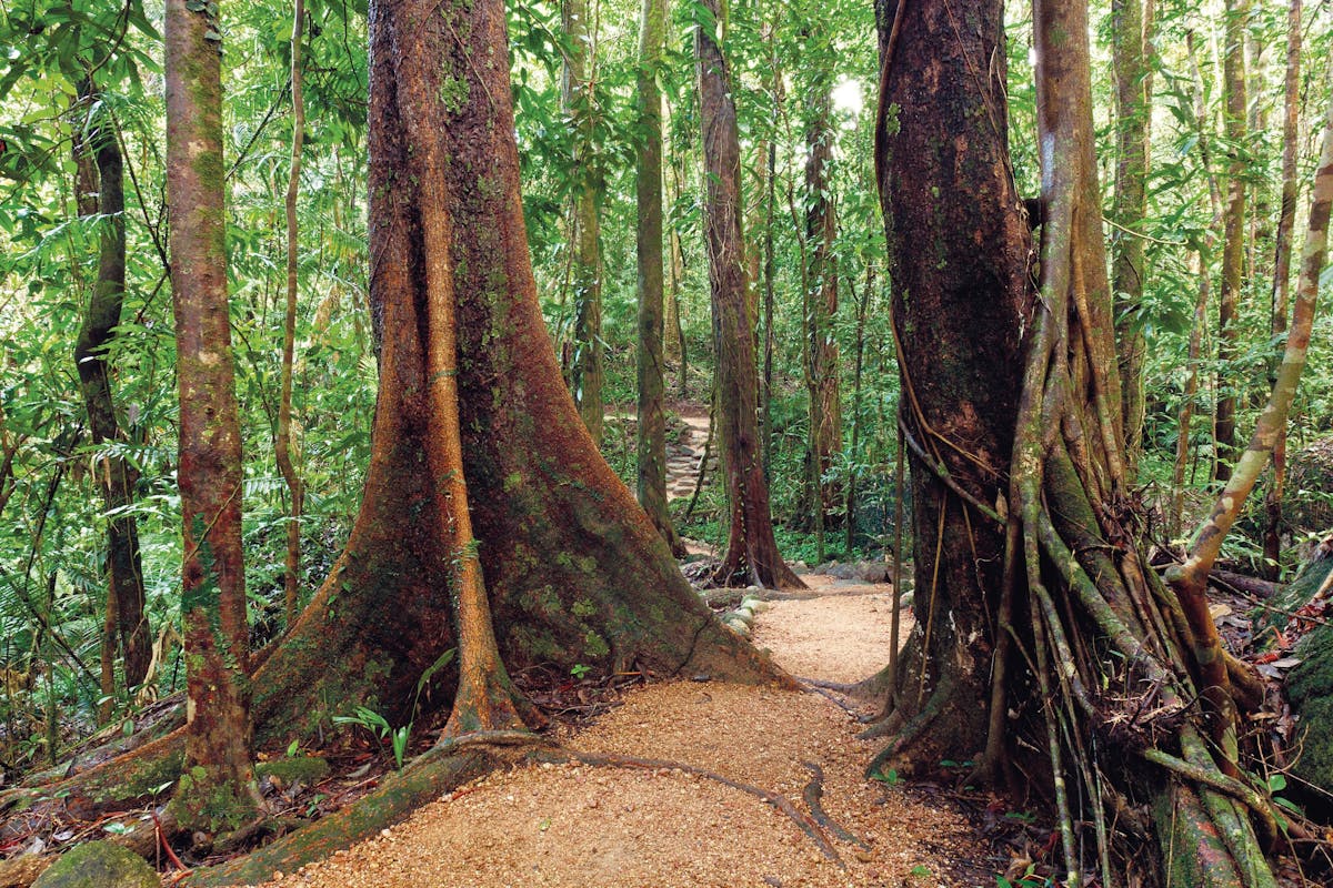 Rainforest walking track, Mossman Gorge.
