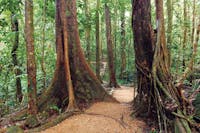 Rainforest walking track, Mossman Gorge.