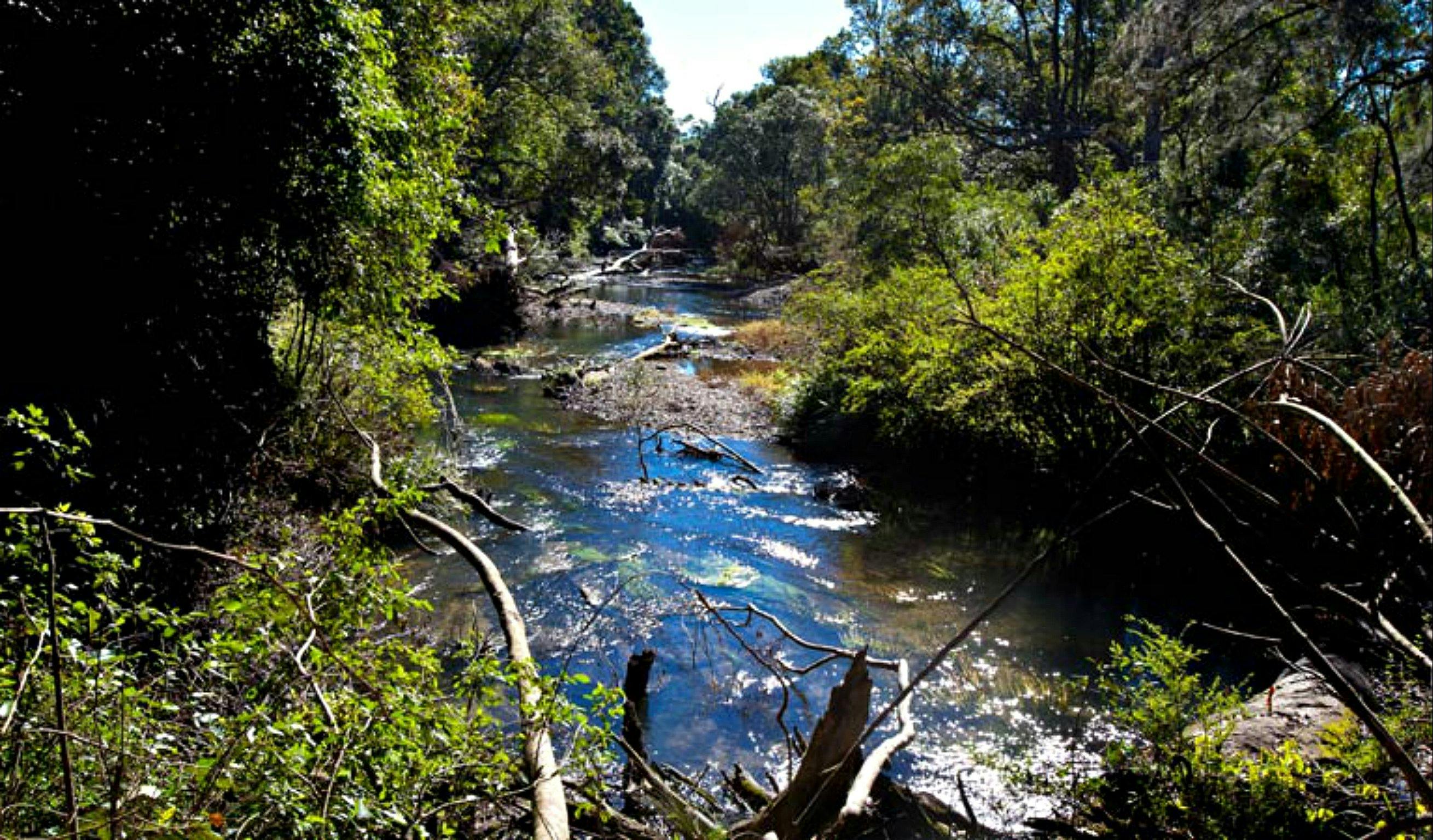 Rainforest walk, Coramba Nature Reserve. Photo: Rob Cleary