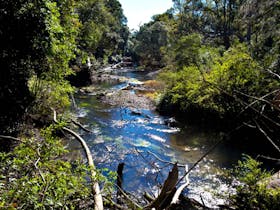 Rainforest Walk