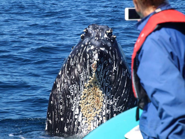 Guest taking a photo of a close humpback whale