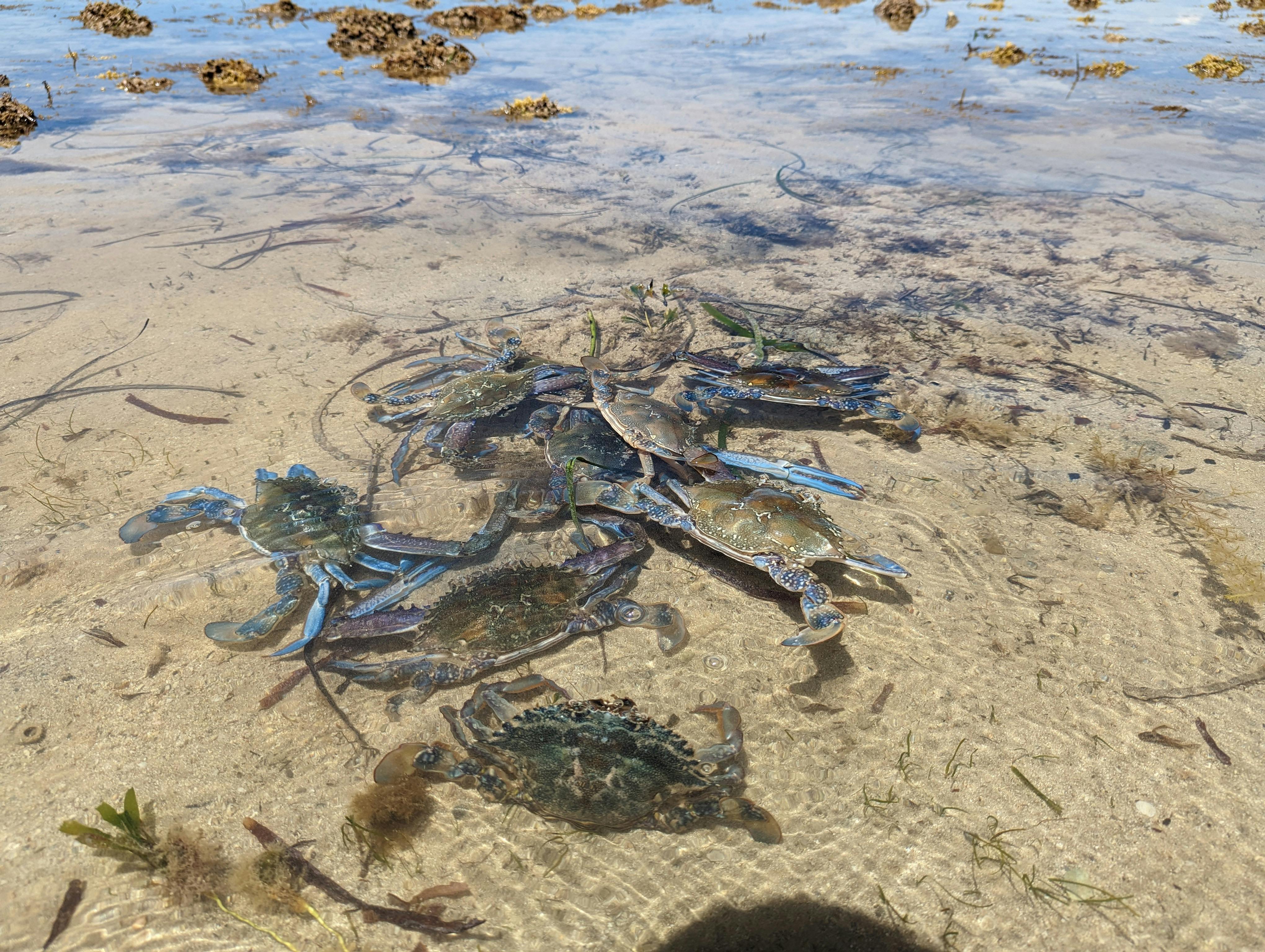 Learn about blue swimmer crabs, their habitat, and the importance of sustainable fishing practices