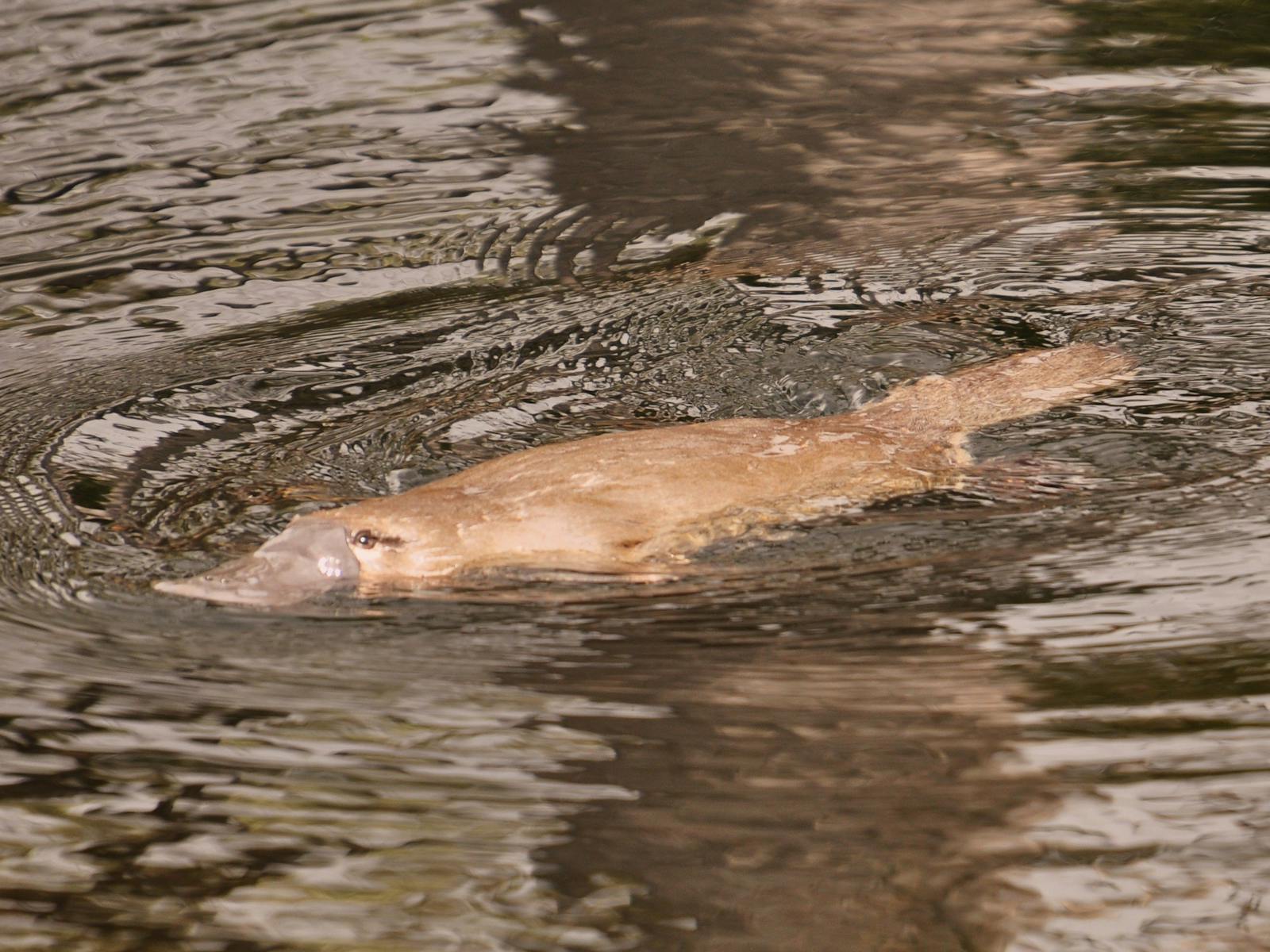 Lake St Clair - Platypus