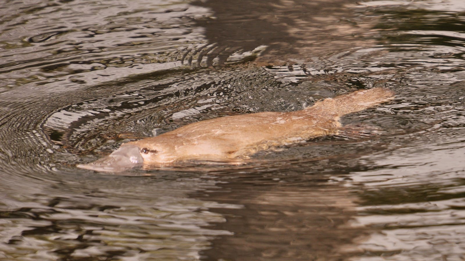 Lake St Clair - Platypus