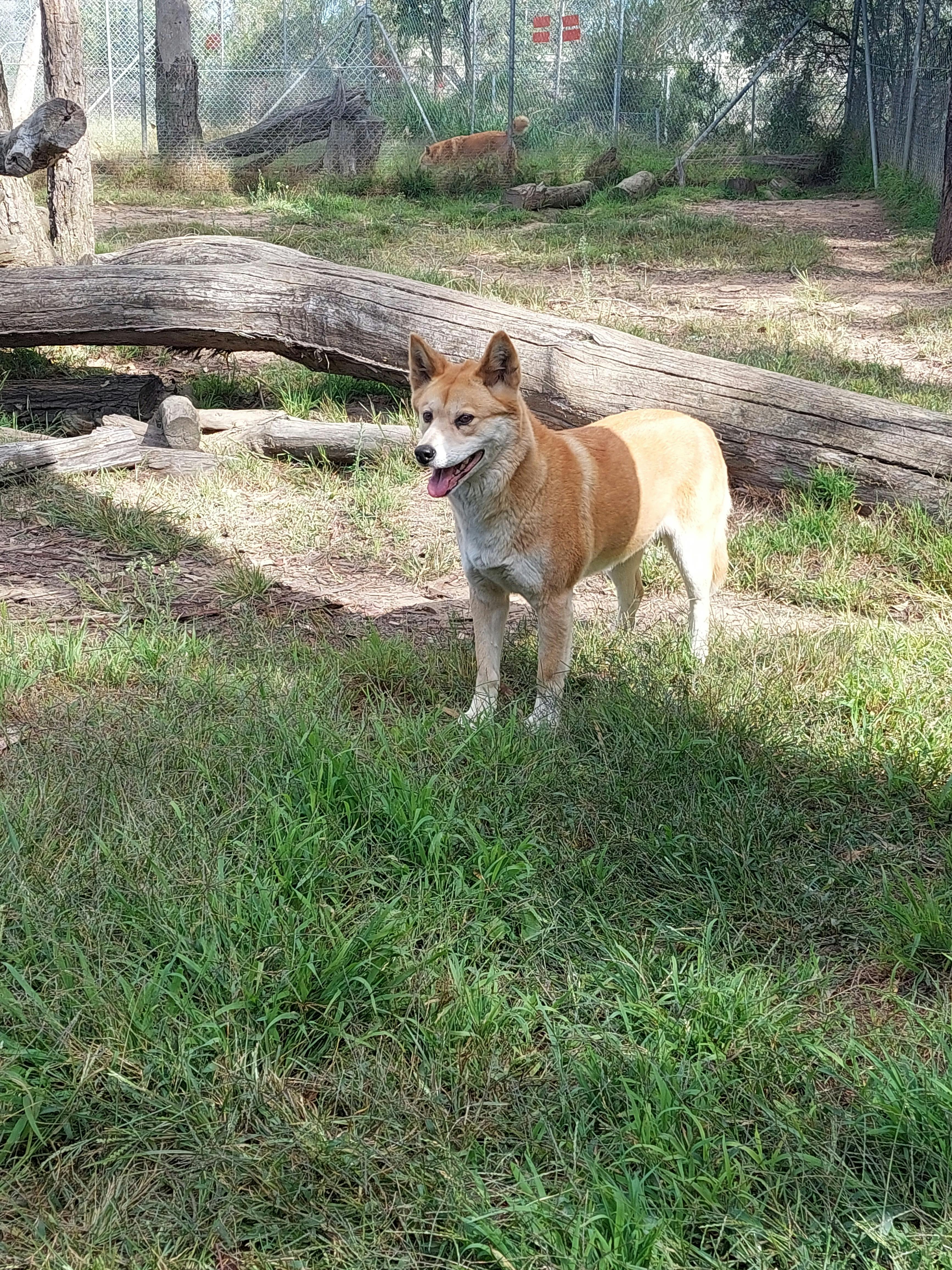 Bargo Dingo Sanctuary