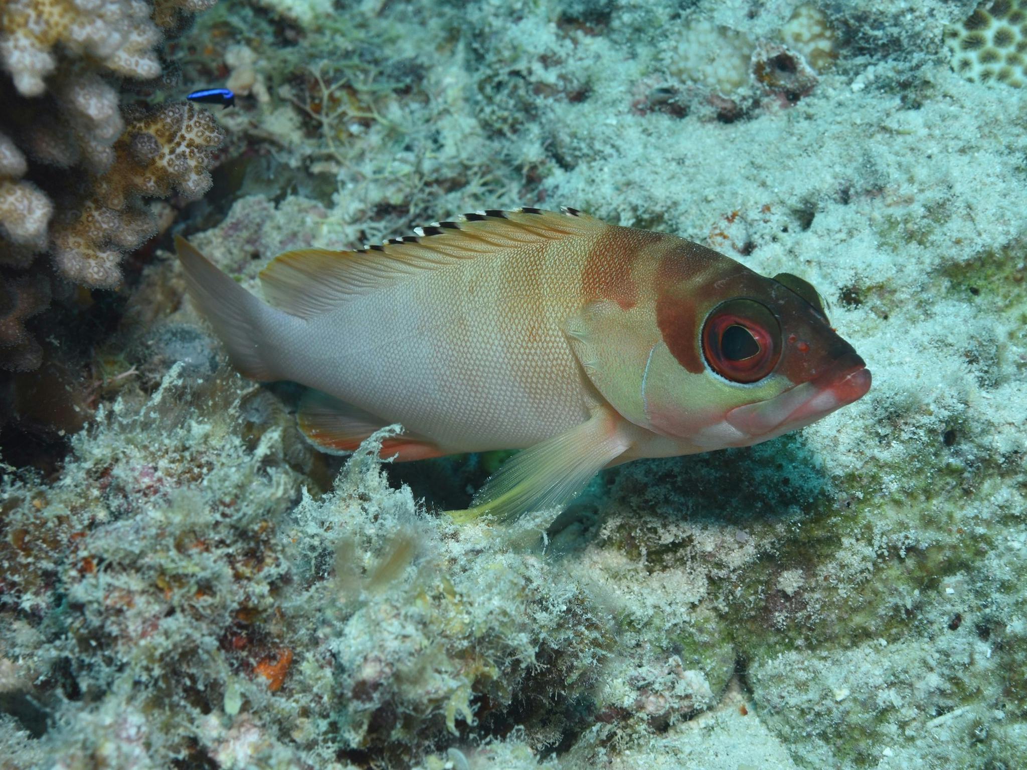 Fitzroy Island Dive Site